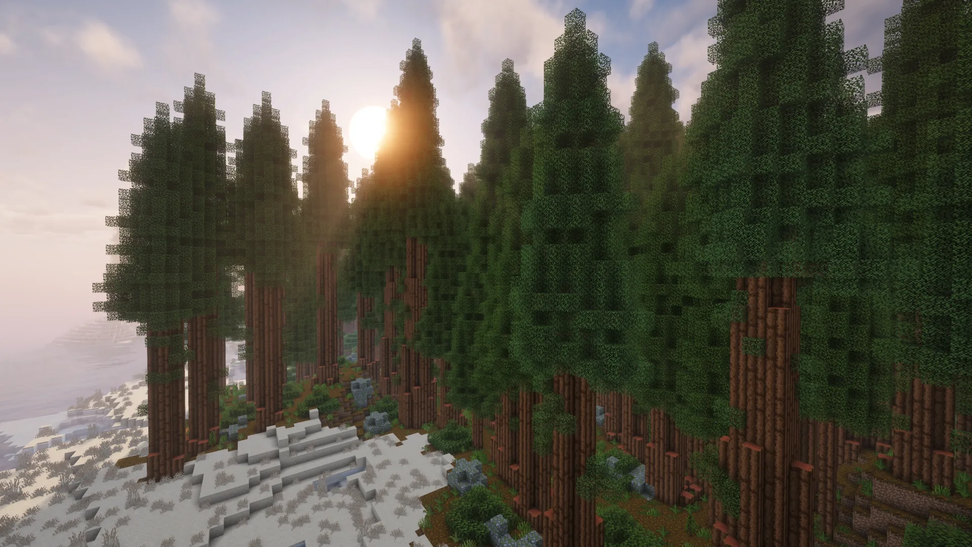 A towering forest beside a snowy coastline